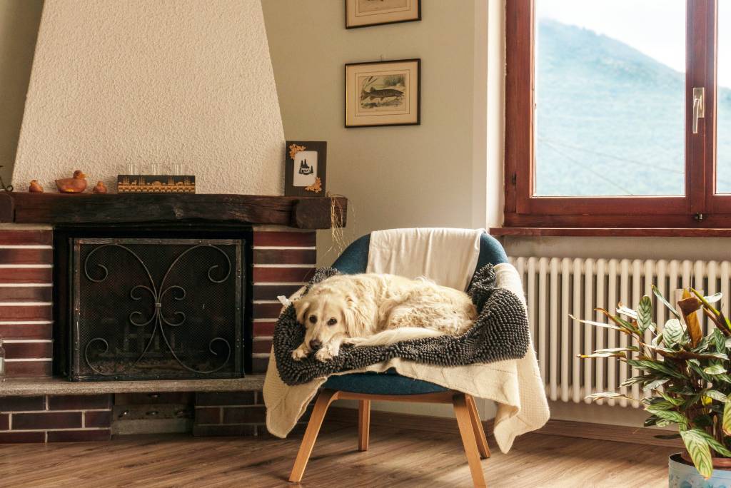 ako naučiť psa povel miesto