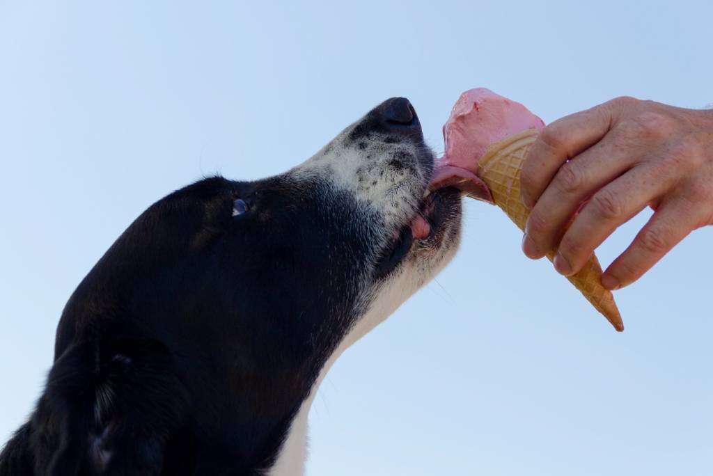 Pes lÃ­Å¾e zmrzlinu