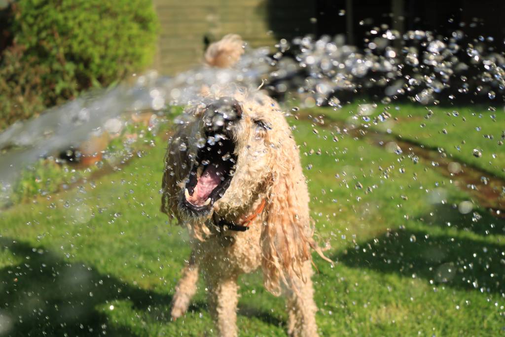 Pes so zÃ¡hradnou hadicou